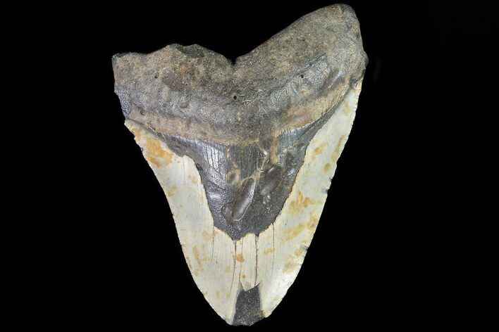 Bargain, Megalodon Tooth - North Carolina #82902